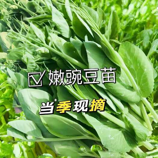 仁怀市豌豆苗，嫩豌豆苗，才出来第一批，批发