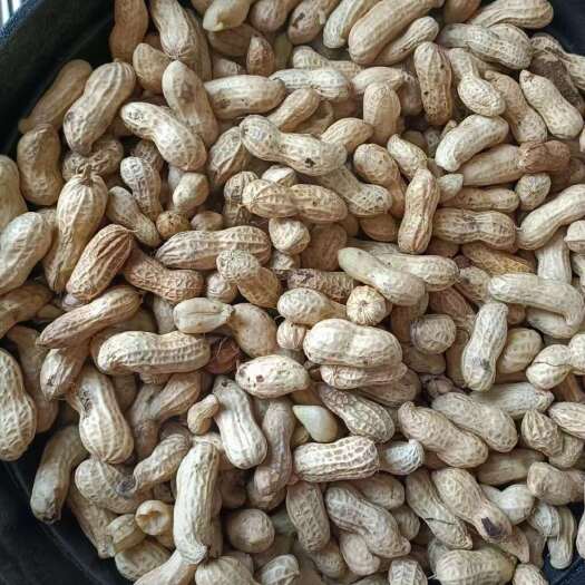 诸城市诸城沙土花生，仁大，皮薄，营养丰富