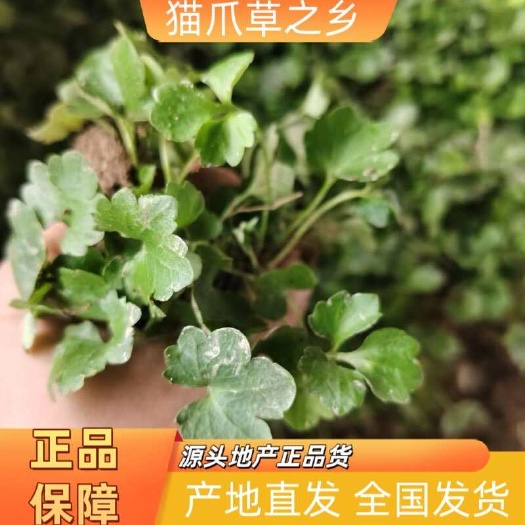 猫爪草之乡，新货上市，假一赔十，量大优惠