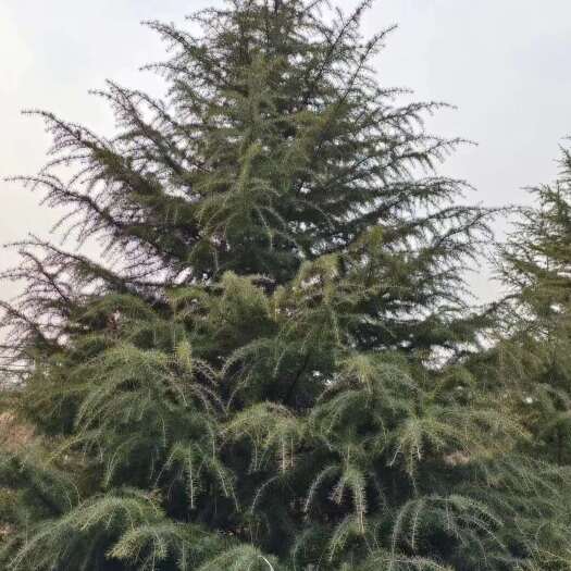 汝南县大雪松