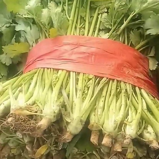 大叶香菜
