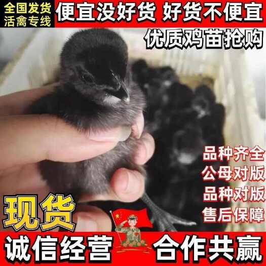 监利市五黑鸡苗 包防疫 包运输 包技术 货到满意付款 诚信合作