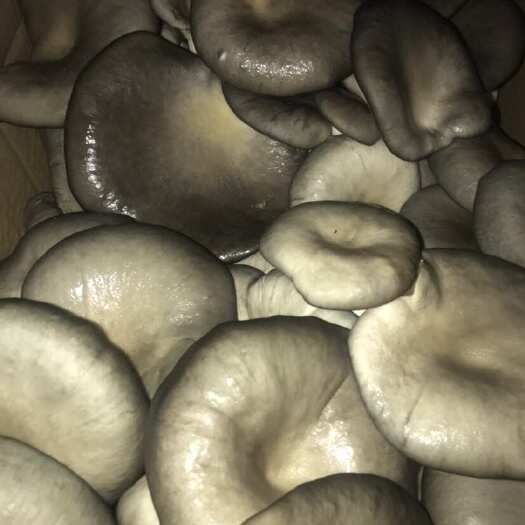 临漳县鲜平菇，出量