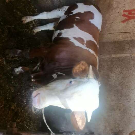 宜良县活肉牛