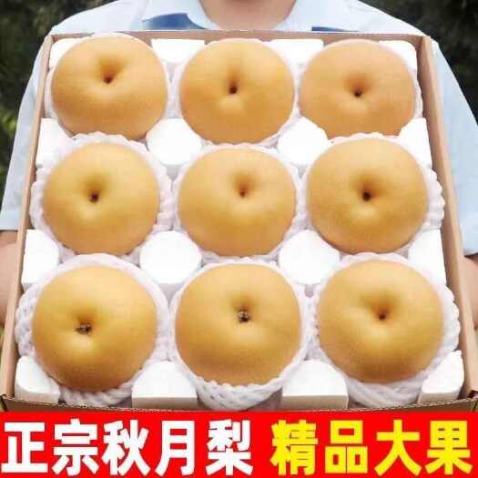 东明县秋月梨