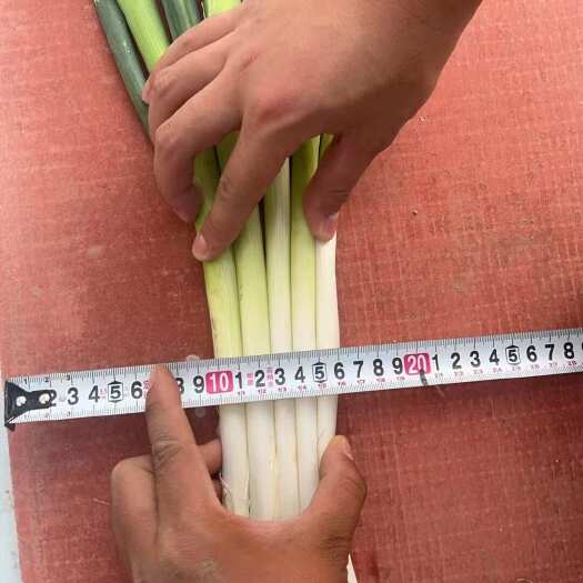 滑县自己基地大葱原产地直发
