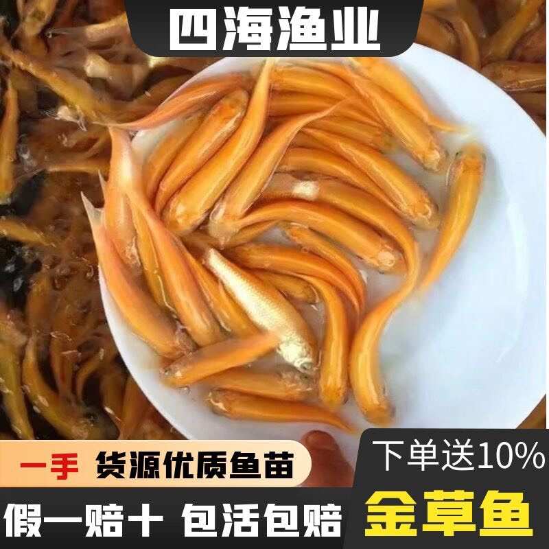 金草鱼苗，金丝鲩鱼苗，俄罗斯金草鱼苗，欢迎订购