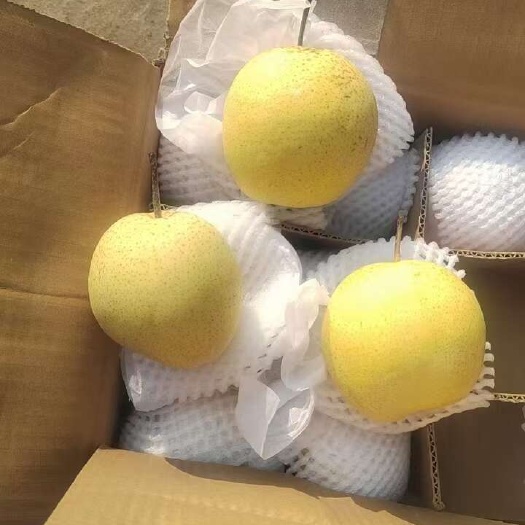 赵县雪梨