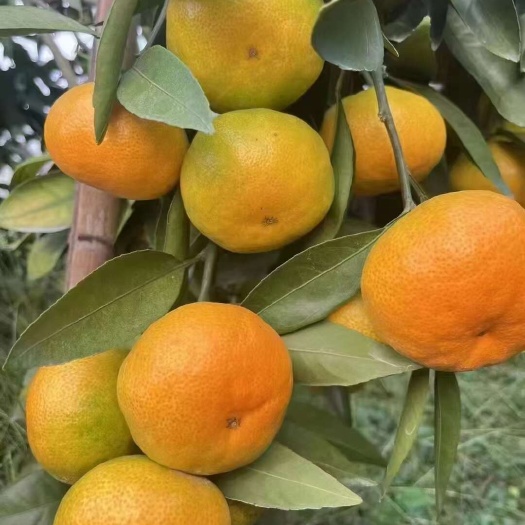 寻乌县赣南寻乌蜜橘
