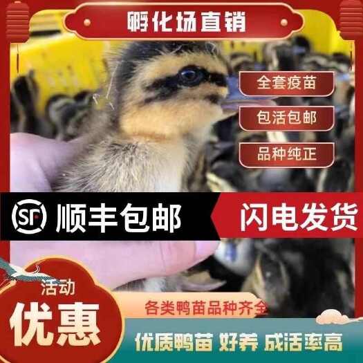 麻鸭苗 包防疫 包运输 包技术 货到满意付款 诚信合作