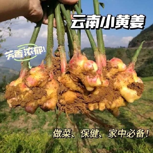 文山市云南高原新鲜小黄姜生姜嫩姜带土现货批发