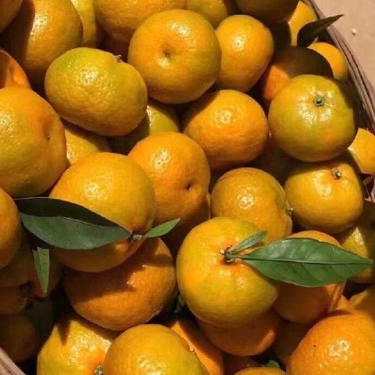 南丰县江西南丰蜜橘蜜广，产地直供，货源充足，保质保量，欢迎来电咨询