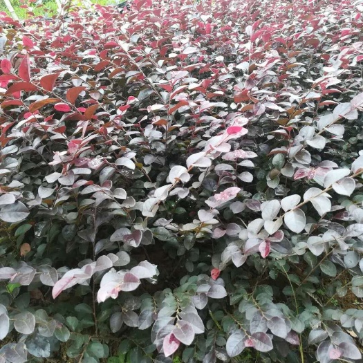 浏阳市园林绿化色块苗 红花继木小苗 大杯苗
