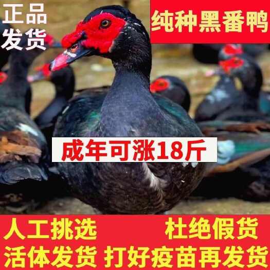 慈利县番鸭苗 包防疫 包运输 包技术 货到满意付款 诚信合作