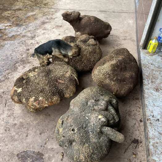 蛇莲 雪胆 百味莲 金不换 锣锅底 地不容