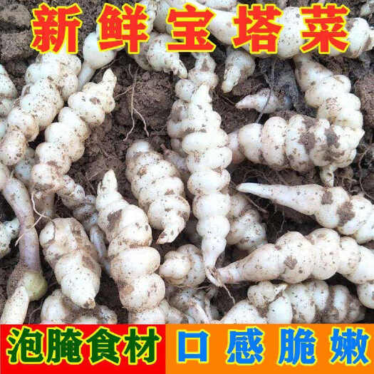 永宁县新鲜地环螺丝菜宝塔菜泡菜甘露子草石蚕地牯牛现挖现发螺丝菜玉环