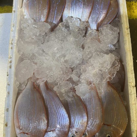 红腊 立鱼