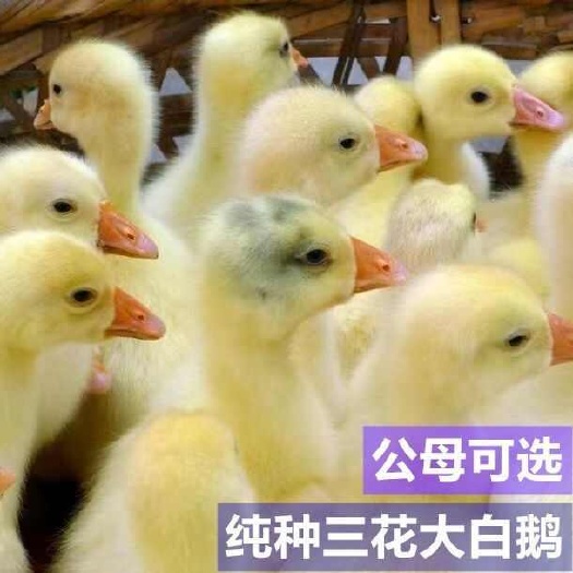 三花鹅苗 包防疫 包运输 包技术 货到满意付款 诚信合作