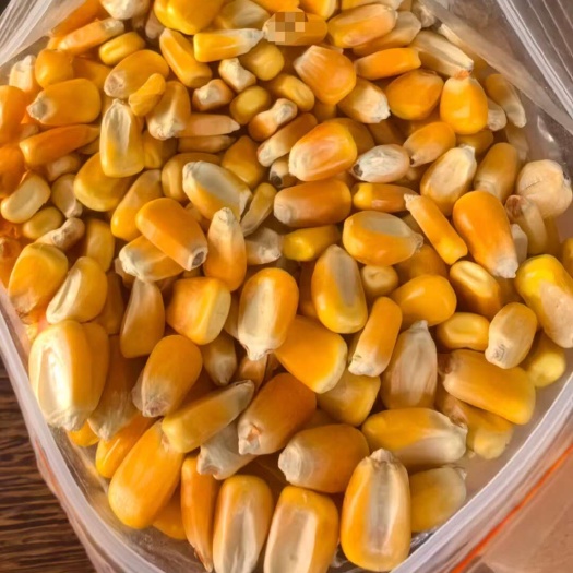 揭阳提供各种东北玉米粒、预混料，禽粮专注饲料10年，欢迎洽谈