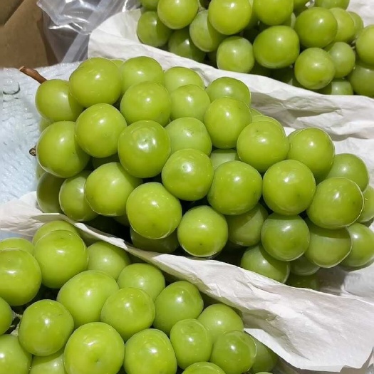 长沙阳光玫瑰 你们一串多少！