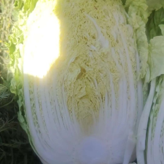 凌海市精品中颗黄心菜随时能砍