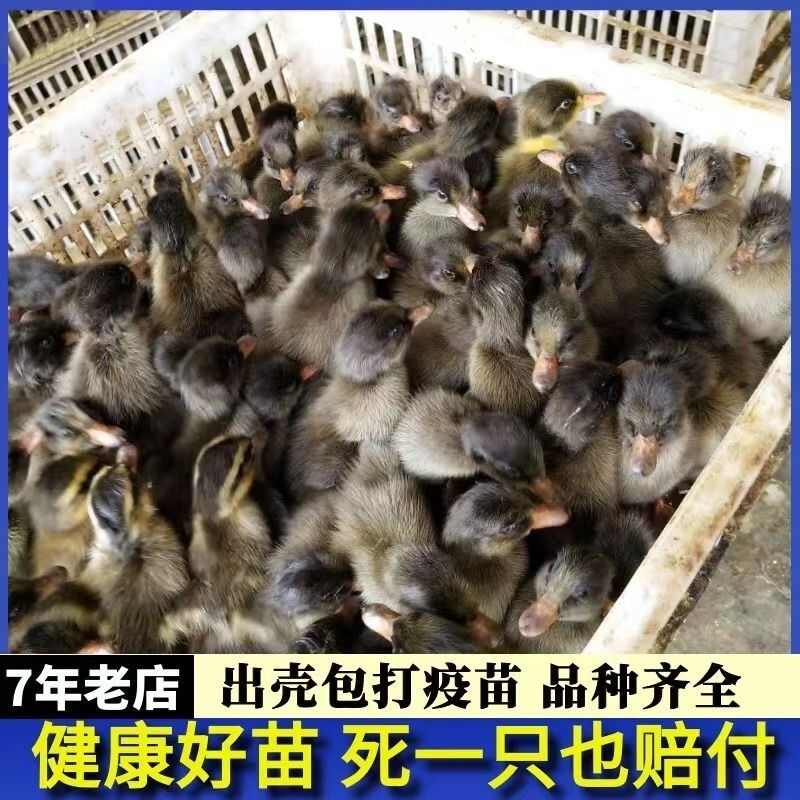 金锭鸭苗 包防疫 包运输 包技术 货到满意付款 诚信合作