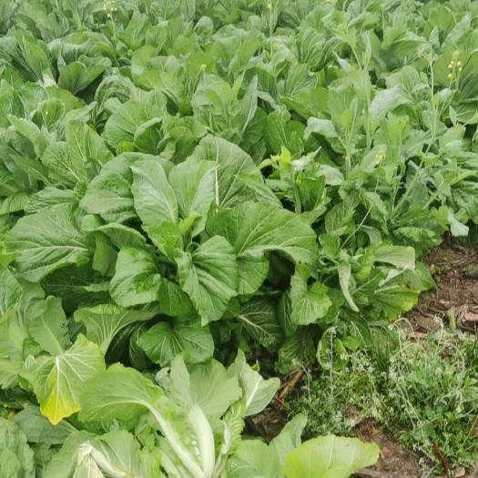 岳阳每年固定出售大量腌制芥菜和芥菜青