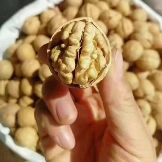 阿拉尔市新疆185纸皮核桃