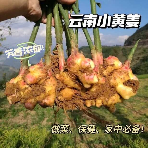 云南高原新鲜小黄姜生姜嫩姜带土现货批发