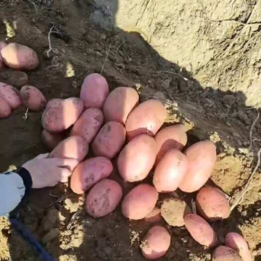 沽源县血川红
