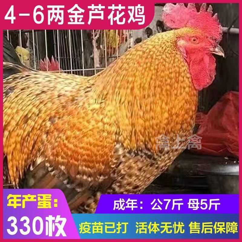 芦花鸡苗 包防疫 包运输 包技术 货到满意付款 诚信合作