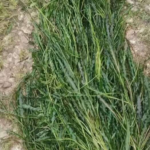 鹿寨县马来眼子菜，水生植物