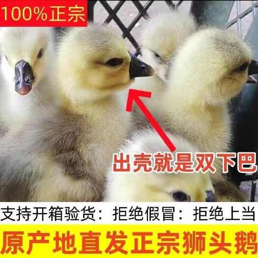 狮头鹅苗 包防疫 包运输 包技术 货到满意付款 诚信合作