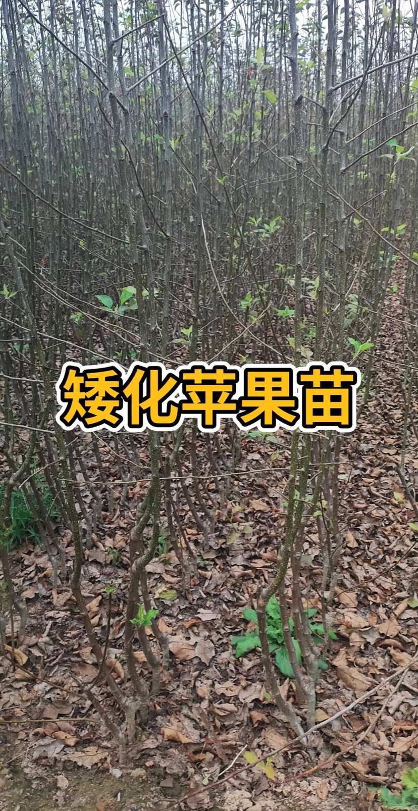 红富士苹果苗全国适种技术支持山东直发顺丰包邮