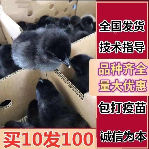 乳山市五黑鸡苗 包防疫 包运输 包技术 货到满意付款 诚信合作