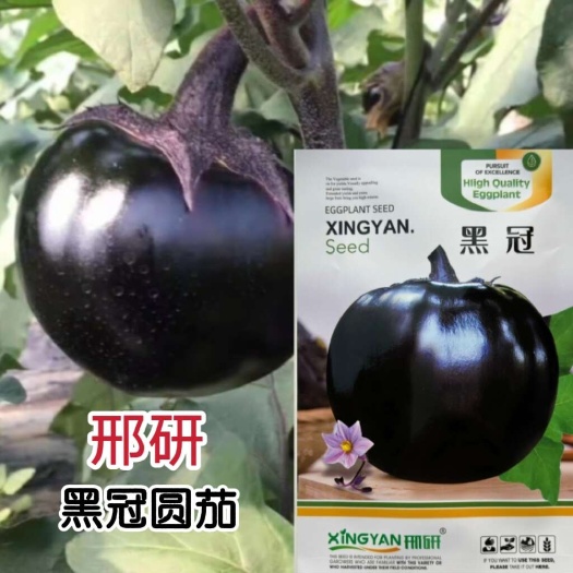 沭阳县形研黑冠茄子种子早熟紫黑圆茄籽脐小黑亮光浅绿肉采收期长黑圆茄