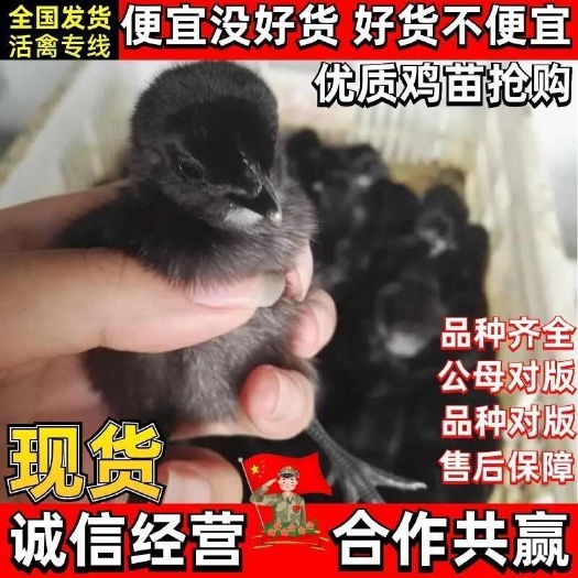 通江县五黑鸡苗 货到一个月满意后付款 包运输 包防疫 诚信赢天下