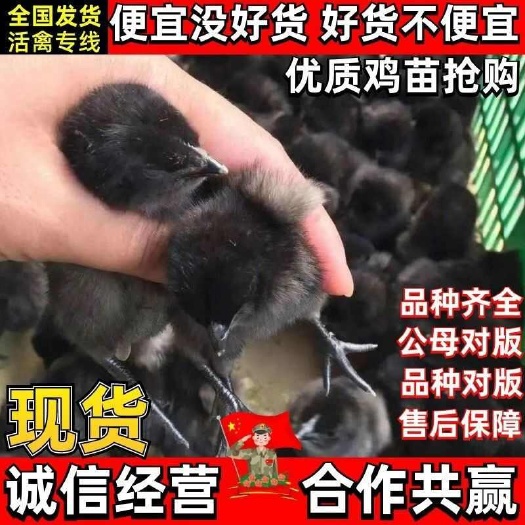 通江县五黑鸡苗 货到一个月满意后付款 包运输 包防疫 诚信赢天下
