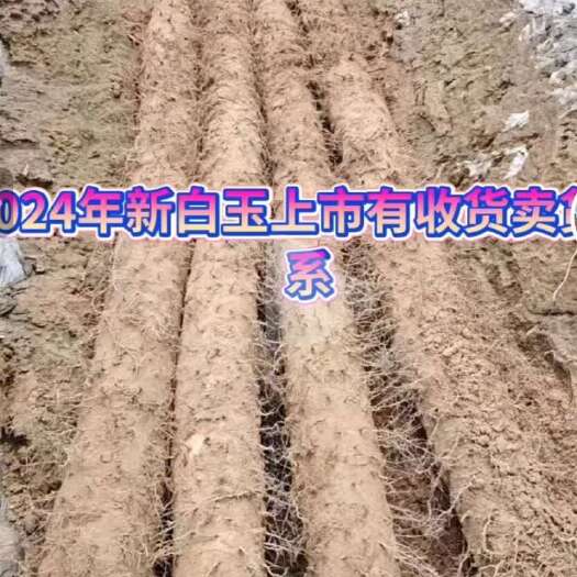莘县白玉山药基地  新货大量出土