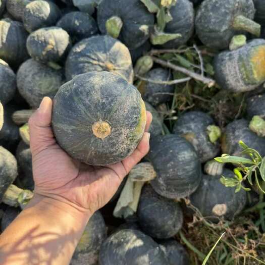 沽源县贝贝瓜