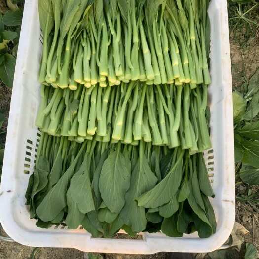 马山县菜心，上海青，奶白菜