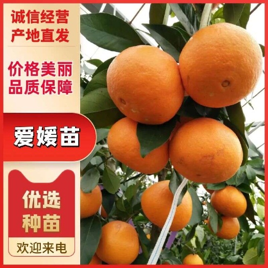 简阳市爱媛46号柑橘苗 阿蜜达柑橘苗 嫁接苗产地直销【批发】技术指