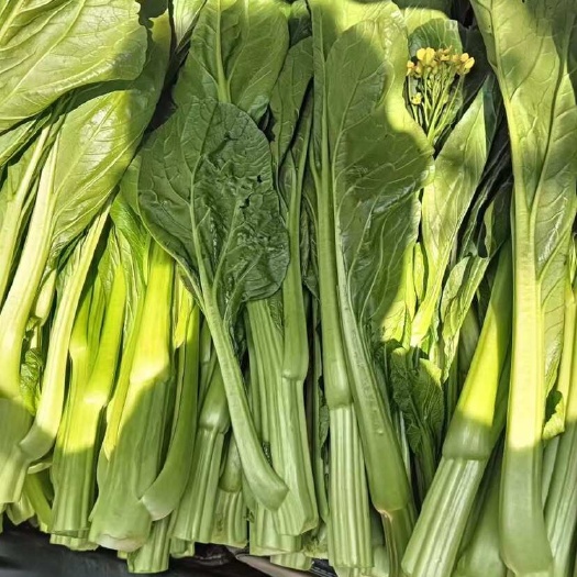 连州市连州菜心，丰裕4号。
