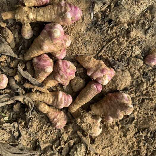 菏泽红洋姜 白洋姜 大量上市 自有基地 产地直供