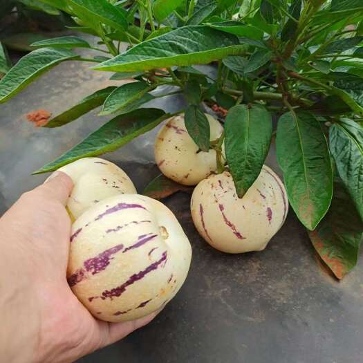 泸西县精品（人参果），产地直供，一件代发，整车批发发，对接全国