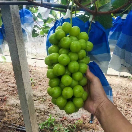 莱西市阳光玫瑰葡萄 莱西市产区看货打价以质论价 合作共赢大量冷库货