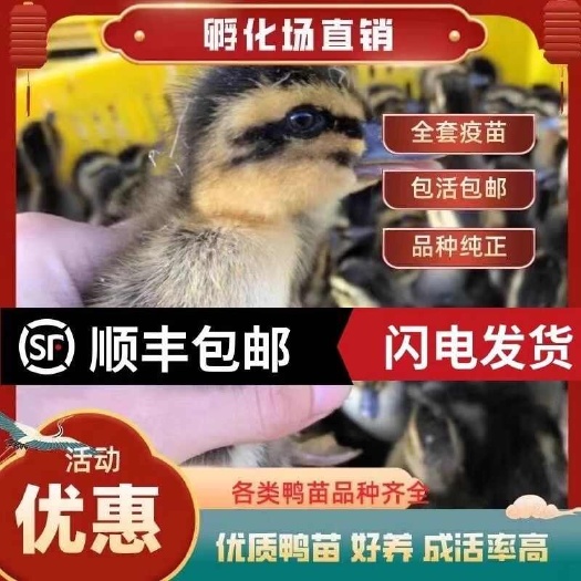 麻鸭苗 货到一个月满意后付款 包运输 包防疫 诚信赢天下