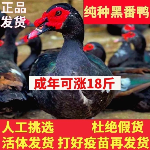 遂平县番鸭苗 货到一个月满意后付款 包运输 包防疫 诚信赢天下