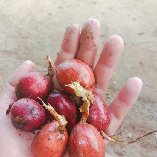 瑞丽市草果