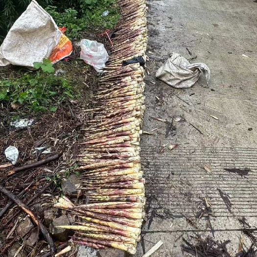 桐梓县方竹笋毛壳